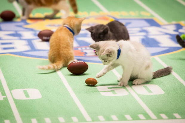Чемпионат по кошачьему футболу Kitten Bowl