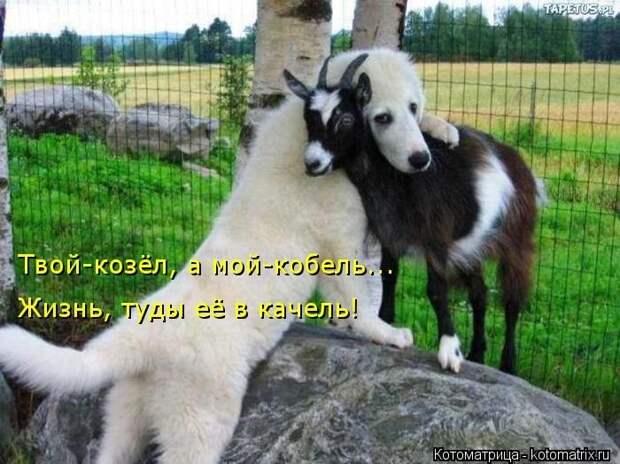 Новые котоматрицы за неделю