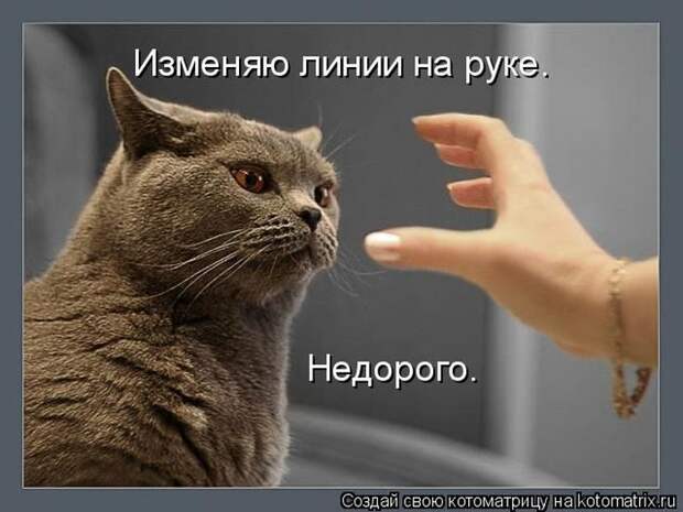 Лучшие котоматрицы недели