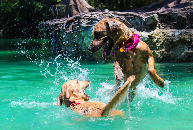В Испании отель для собак запретил людям купаться в бассейне