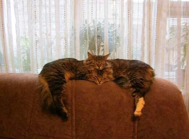 Субботний котопост картинки с надписями., смешные коты и кошки, фотоприколы