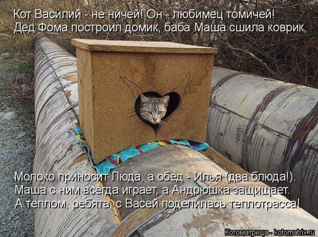 Лучшие котоматрицы недели