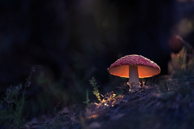 Завораживающие фотографии без фотошопа