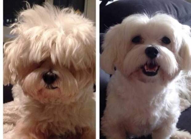 Забавные собаки до и после стрижки (15 фото)