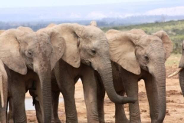 Могут ли слоны предсказывать цунами?
