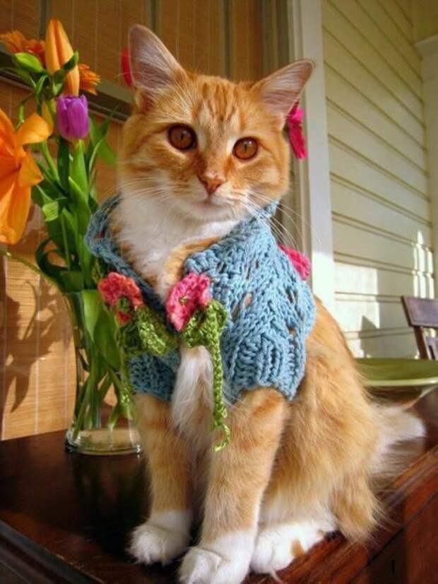 кошка в кардигане