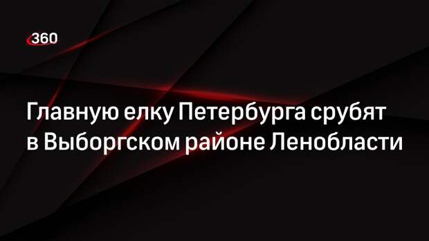 Главную елку Петербурга срубят в Выборгском районе Ленобласти