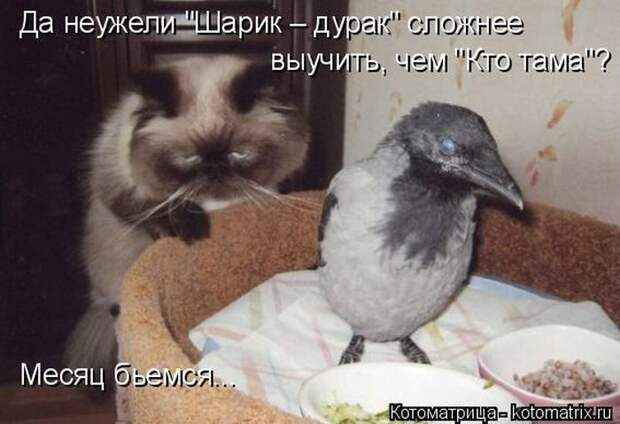 Лучшие котоматрицы недели