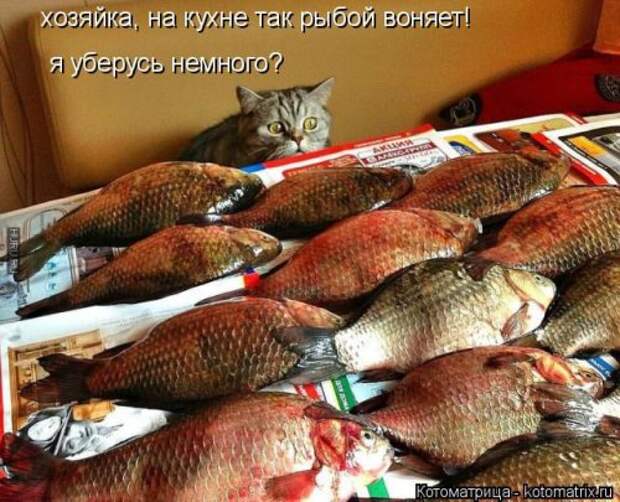 Новая котоматрица для всех (23 фото)