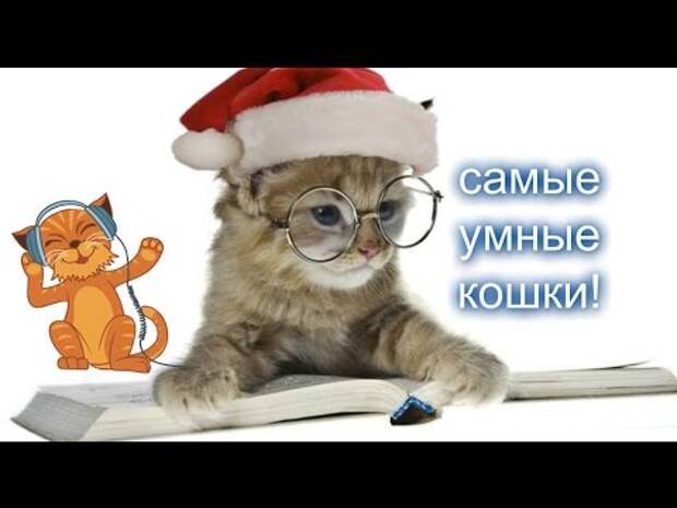 Самые умные кошки