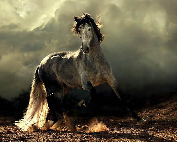 1. Испанские лошади – Фантазия Самая распространенная масть андалузской лошади – серая, хотя бываю