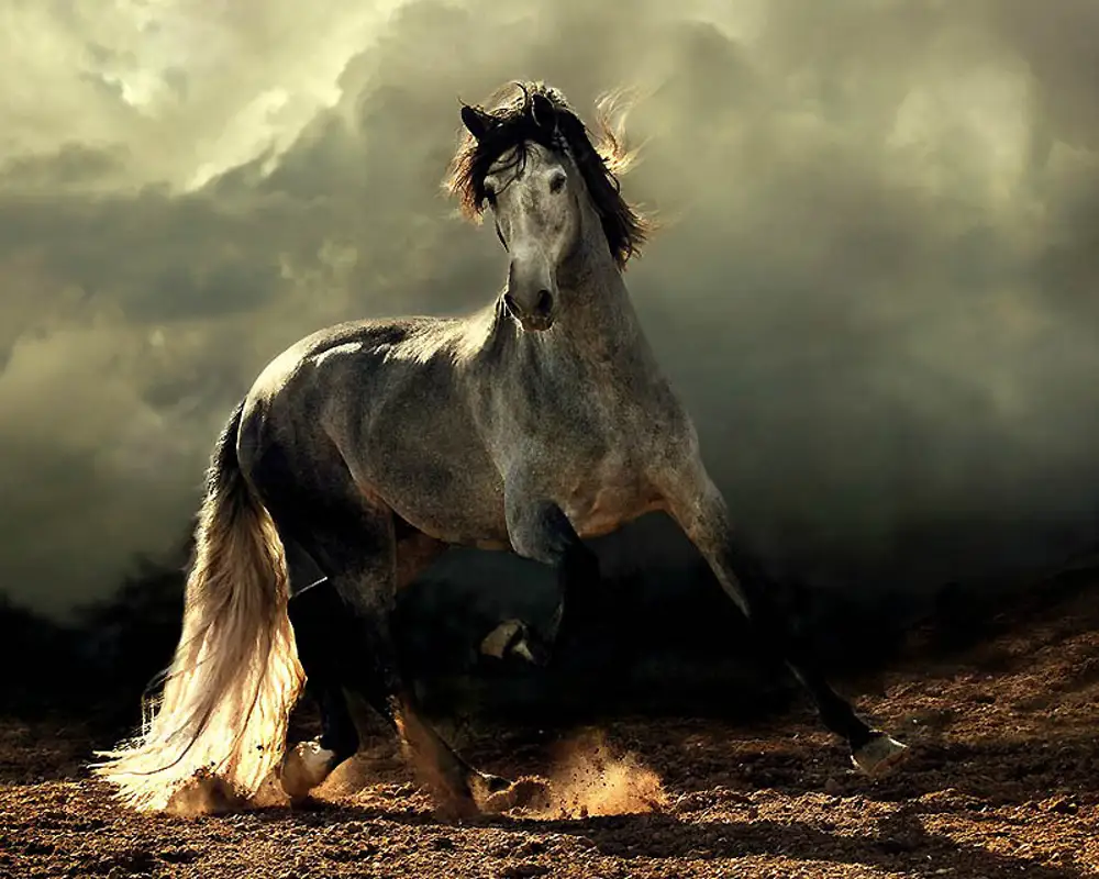 Пародия конь. Войтек Квятковский фото лошадей. Андалузская лошадь серая. Андалузская лошадь гнедая. Андалузская порода лошадей.