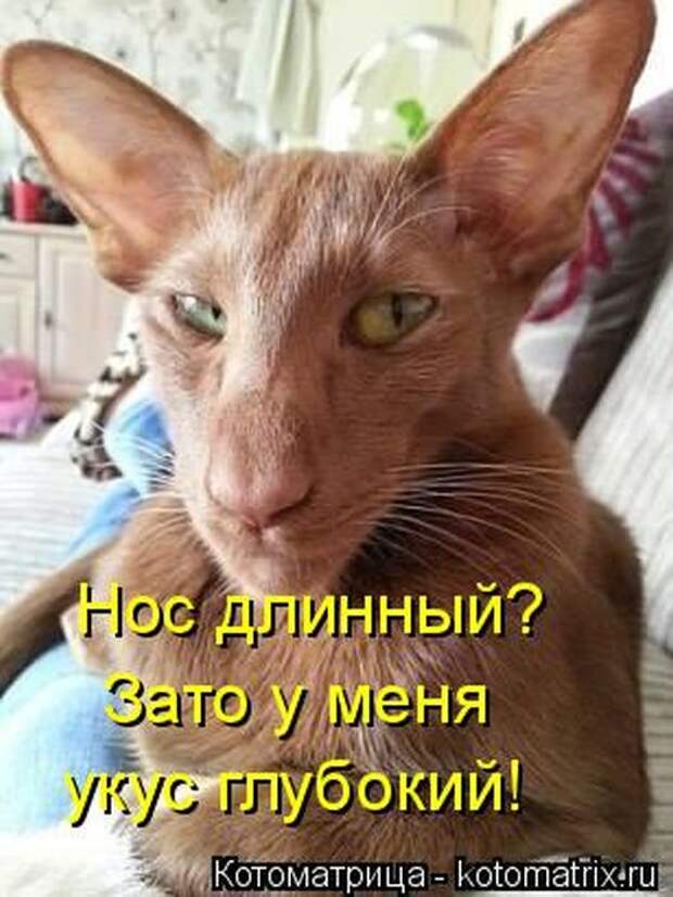 Лучшие котоматрицы недели (50 фото) Лучшие котоматрицы недели (50 фото)