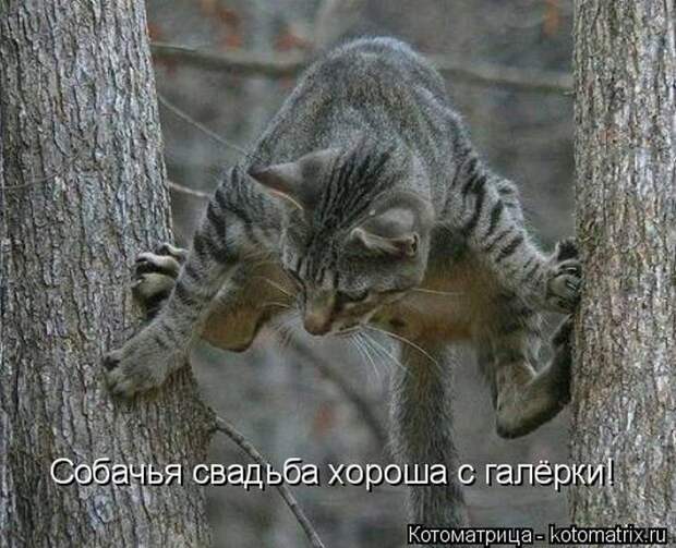 Лучшие котоматрицы недели  