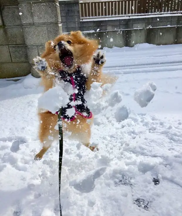Фото №13 - Первый снег: кошки vs собаки (много уморительных фото)