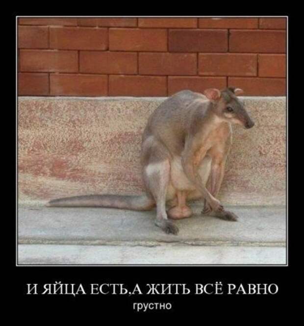 Демотиваторы еще.