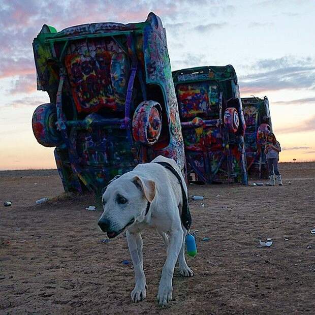 poh the dog? парень отправился в путешествие с больной собакой, собака По