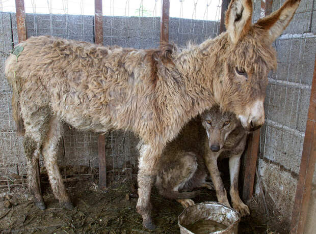 Ослик и волк в Албании Ослик и волк в Албании