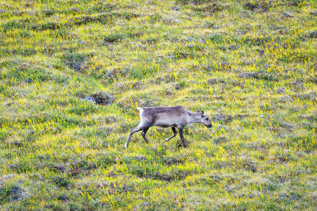 Hunting Reindeer with My Camera Reindeer Greenland