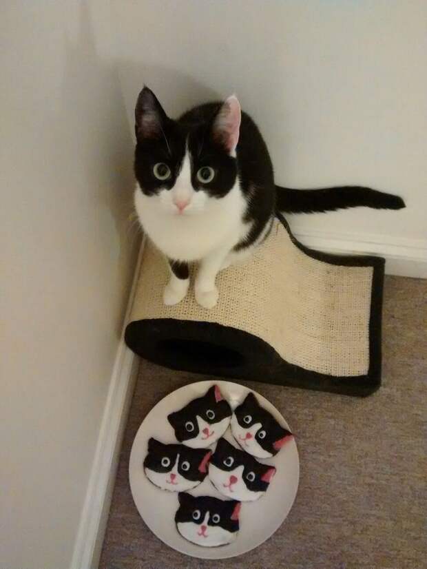 коты которые любят рождественское печенье (6)