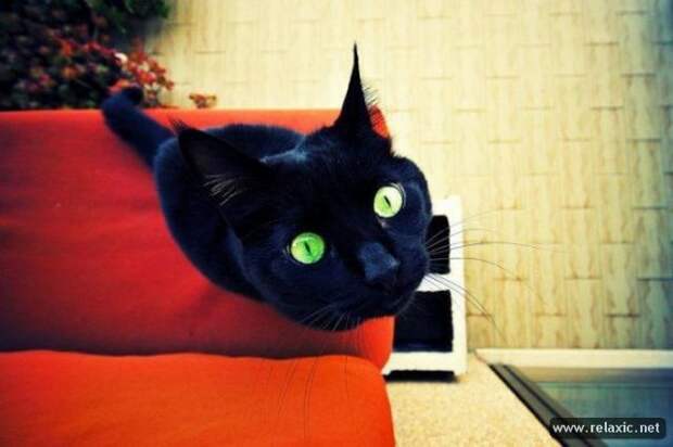 funny_animals_037