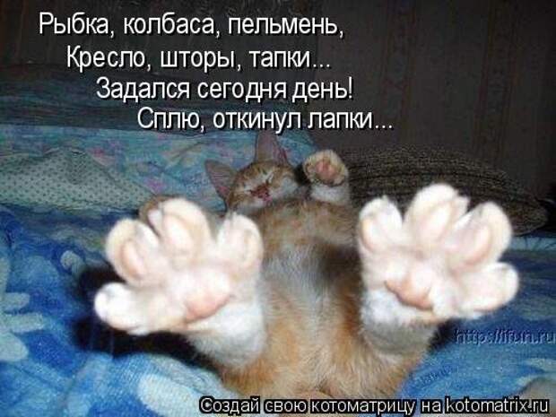 Котоматрица