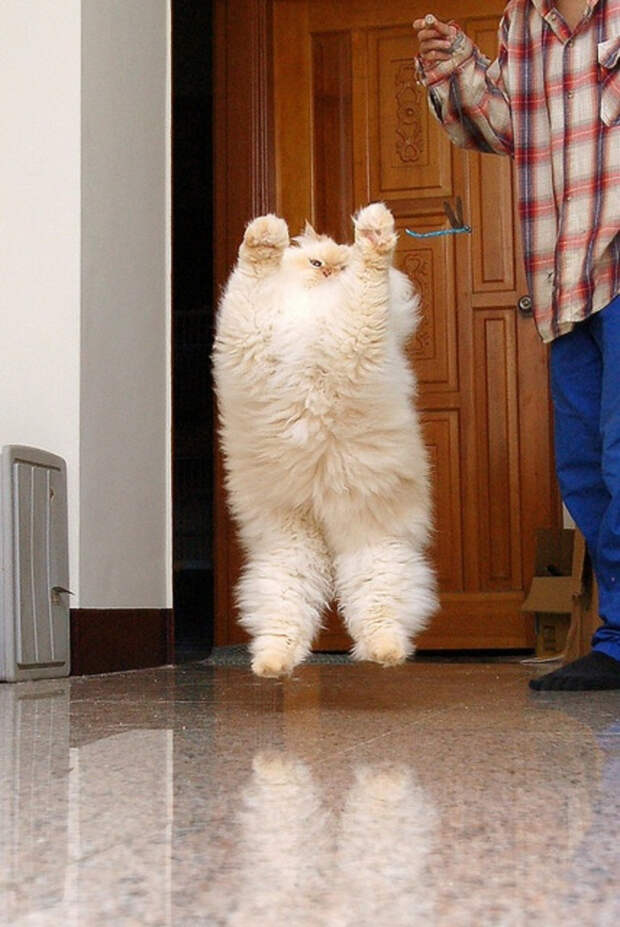 животные которые готовы к зиме