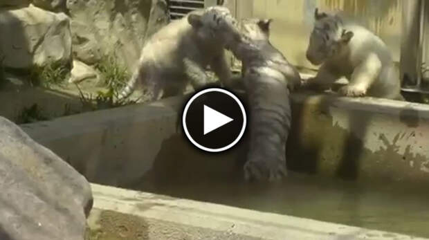 Тигрята спасают своего брата, который упал в бассейн