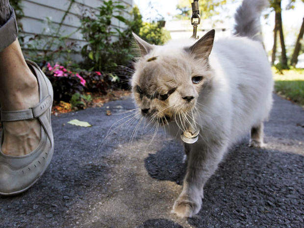 two faced cat