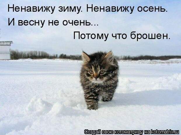 Котоматрицы :)