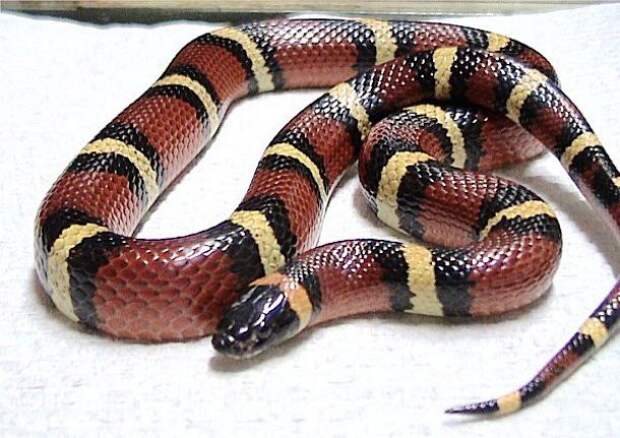 11. Поперечнополосатая королевская змея (Milk snake) животные, факты