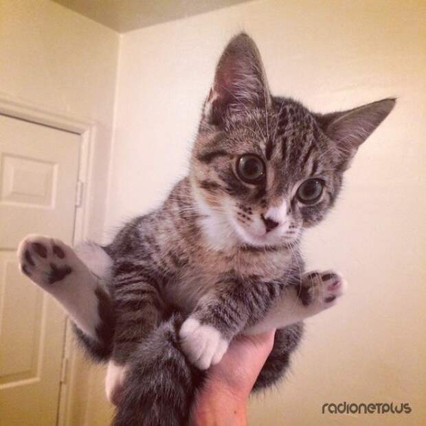 С первого дня его появления в доме вы будете фотографировать каждое его движение С первого дня его появления в доме вы будете фотографировать каждое его движение