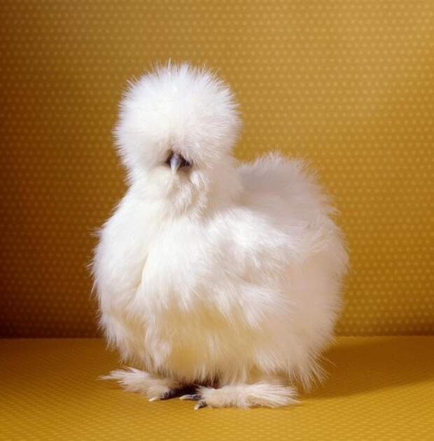 Про удивительных китайских шелковых куриц (4)