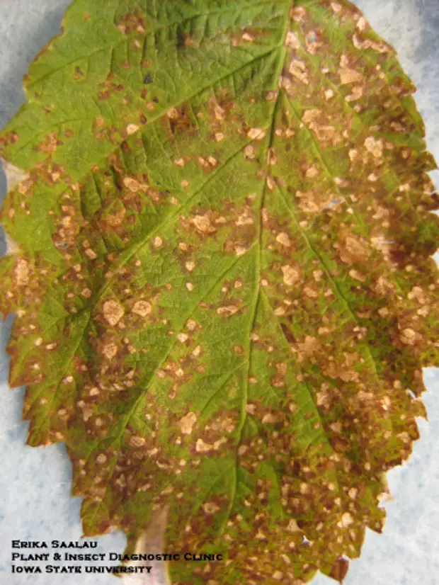 Ржавчина на листьях малины фото