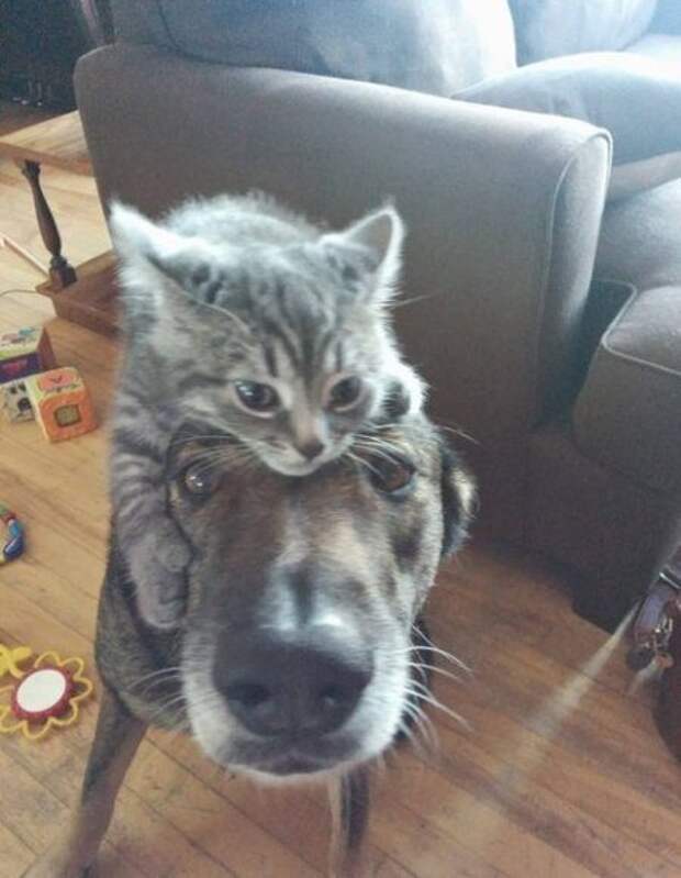 Актуальные приколы