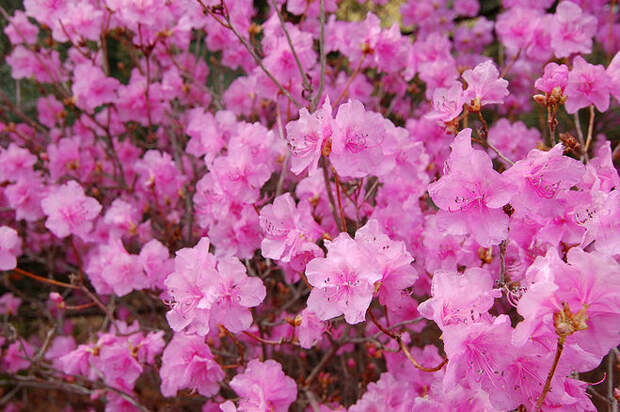 Файл:Korean Rhododendron Rhododendron mucronulatum 'Wheeldon…
