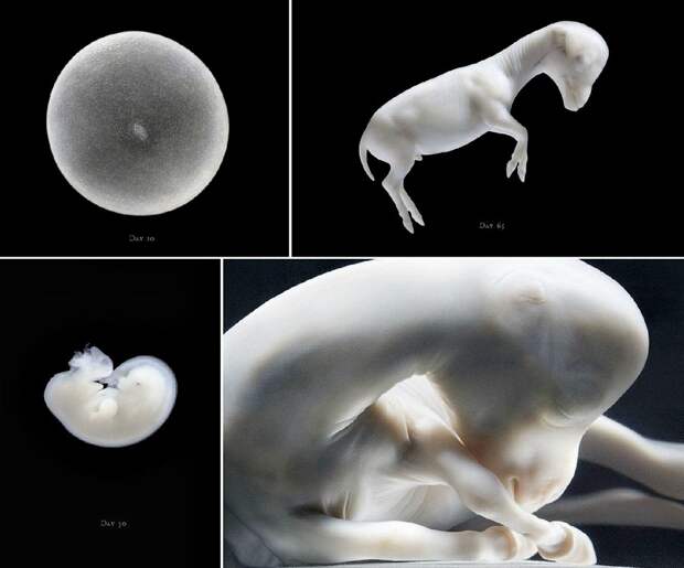 Tim Flal Грация прекрасных лошадей в фотопроекте Equus