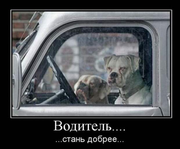 Боксёры такие боксёры боксер, еда, животные, собаки