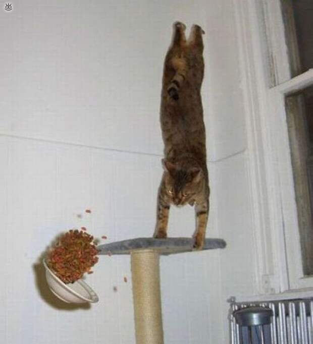 Коты, которых не берёт сила притяжения 6