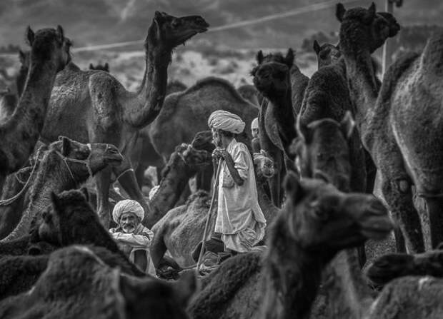 Лучшие фото года со всей планеты история, факты, фото