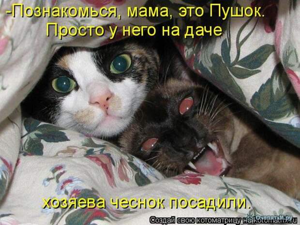 Смешные кошки в котоматрице 0