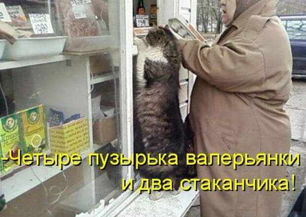 Смешные животные из КотоМатрицы (49 шт.) Смешные животные из КотоМатрицы (49 шт.)