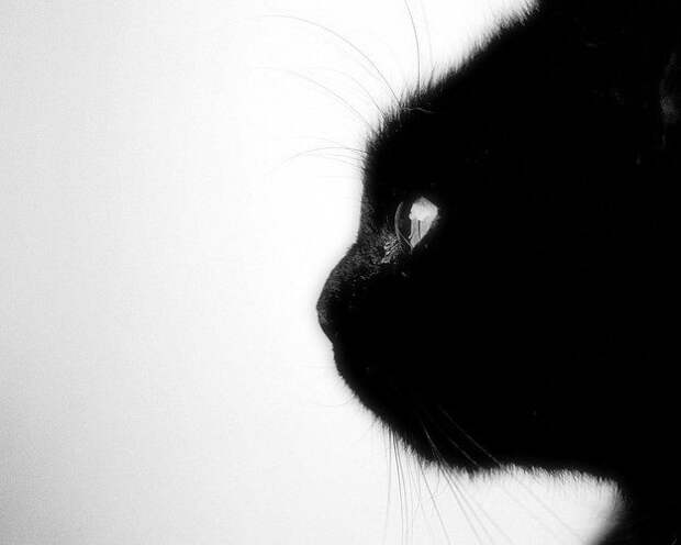 28 причин любить черных котов