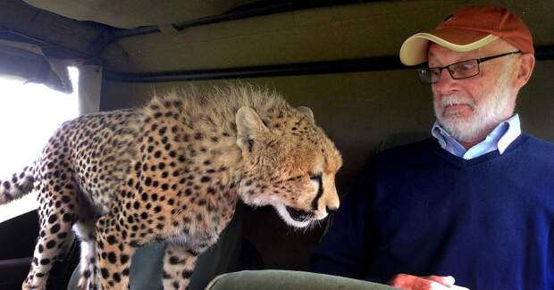 Гепард запрыгнул в джип к туристу в заповеднике Масаи Мара в Кении