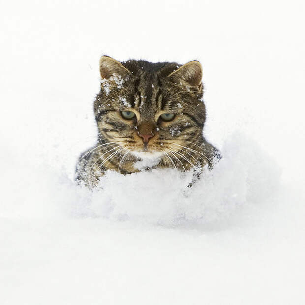 Домашние котики, которые впервые увидели снег
