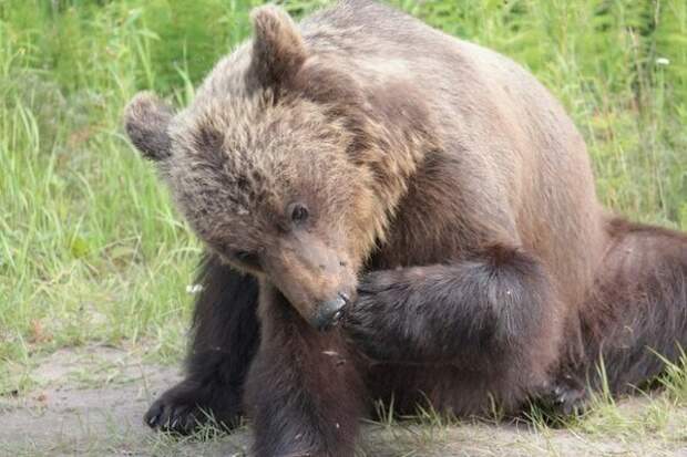 Встреча с медведем Встреча с медведем Ухта, медведь, сыктывкар