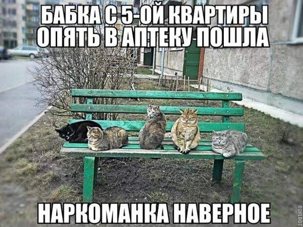 Смешные картинки с надписями прикол, юмор