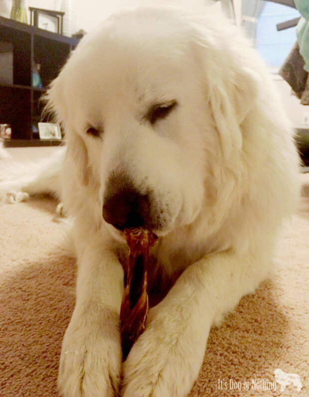 Only Natural Pet Twizzle Sticks with Great Pyrenees
