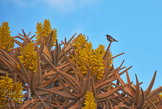 Цветущая крона, над каждой из которых летают и пьют нектар десятки маленьких птичек а-ля колибри