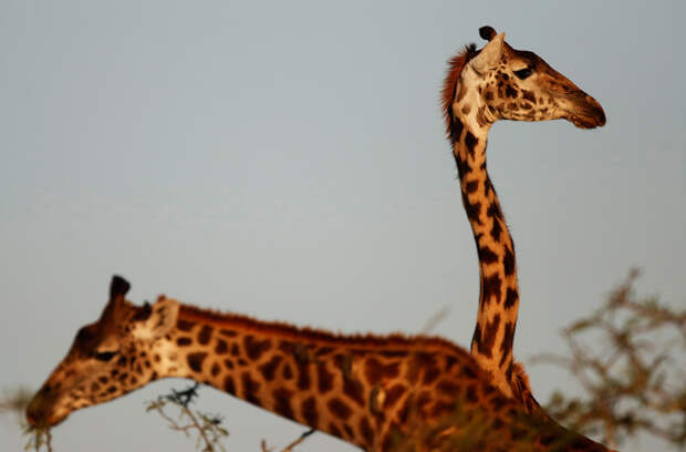 Жирафы в Национальном заповеднике в Кении, 6 октября 2014 г. (Фото: Goran Tomasevic/Reuters)
